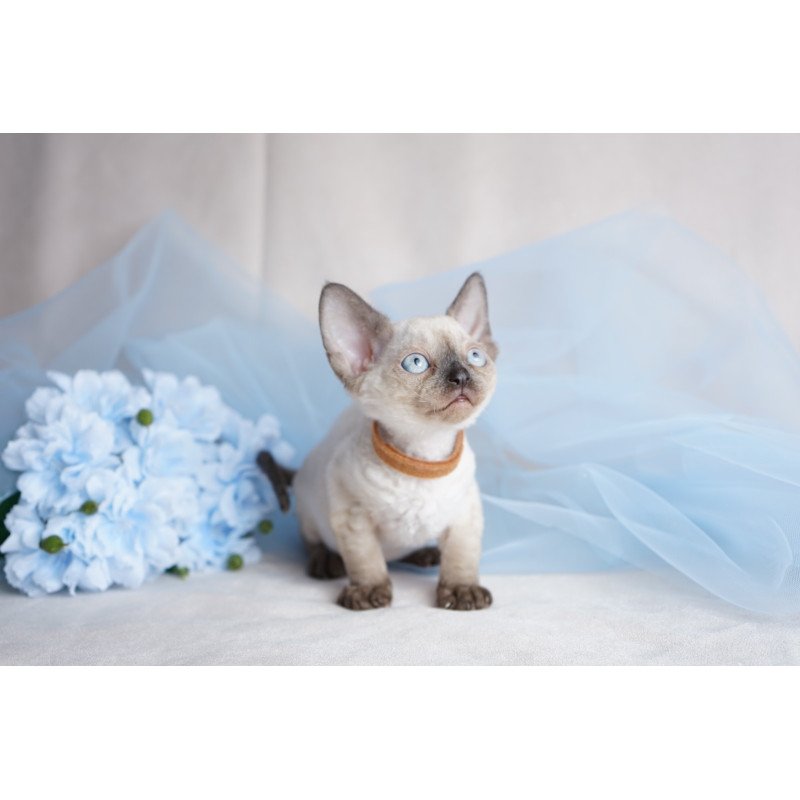 Devon Rex NOV Oreo