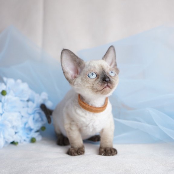 Devon Rex NOV Oreo