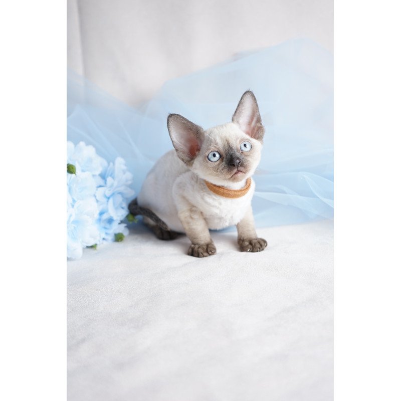 Devon Rex NOV Oreo