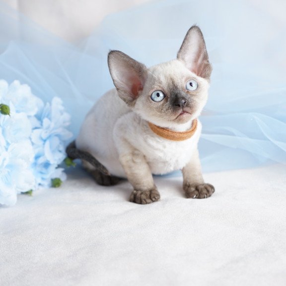 Devon Rex NOV Oreo