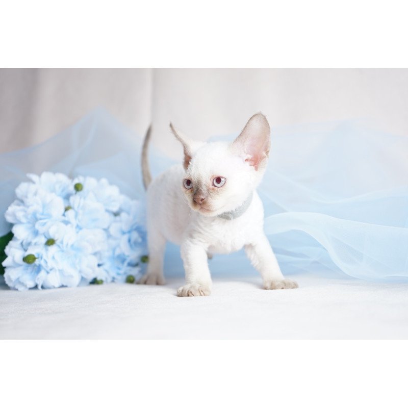 Devon Rex NOV Oliver
