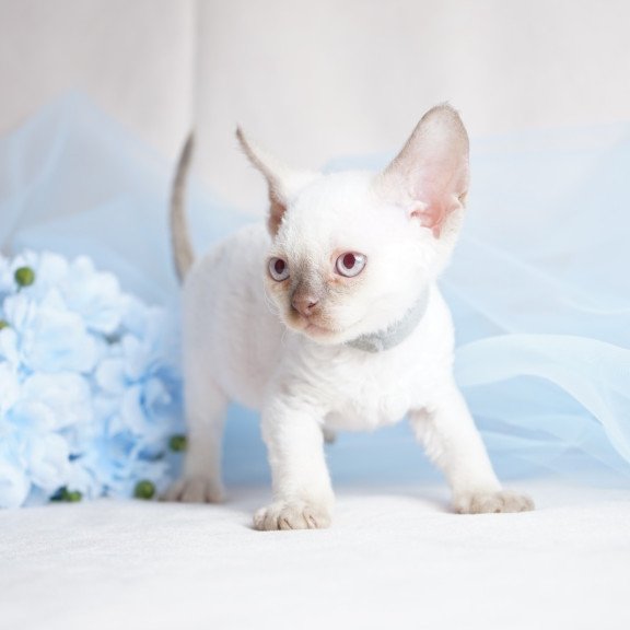 Devon Rex NOV Oliver