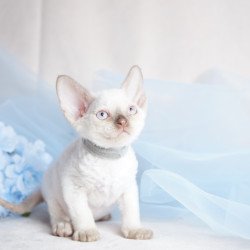 Devon Rex NOV Oliver