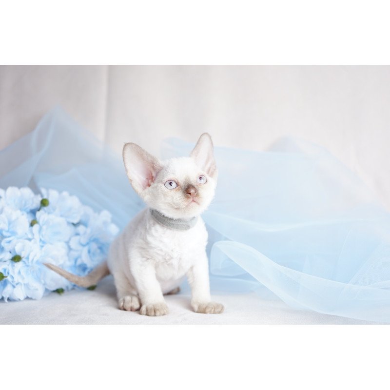 Devon Rex NOV Oliver