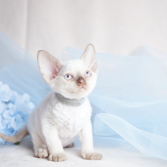 Devon Rex NOV Oliver
