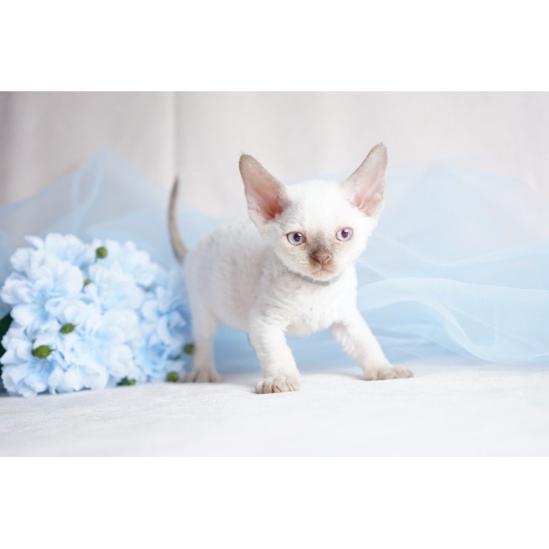 Devon Rex NOV Oliver