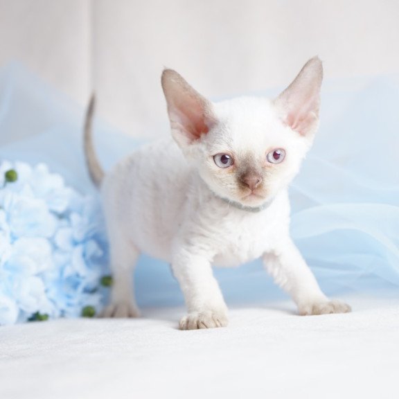 Devon Rex NOV Oliver