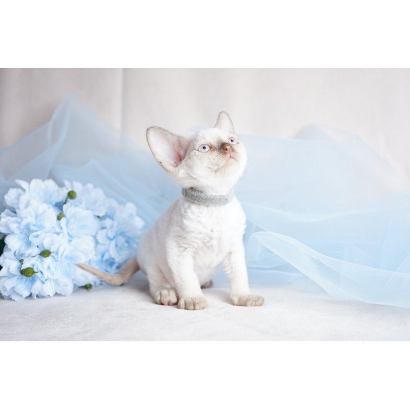 Devon Rex NOV Oliver