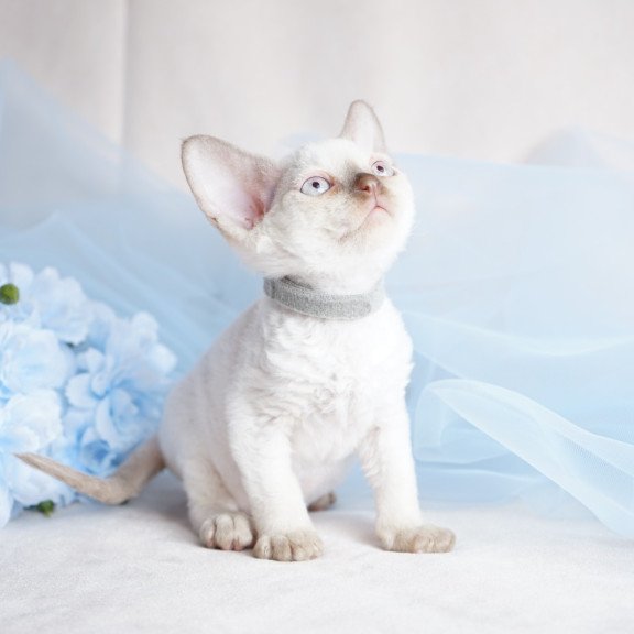 Devon Rex NOV Oliver
