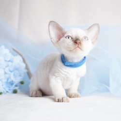 Devon Rex NOV Oskar