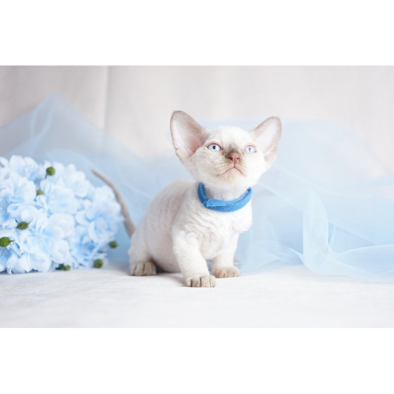 Devon Rex NOV Oskar