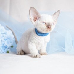 Devon Rex NOV Oskar