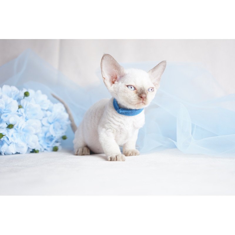 Devon Rex NOV Oskar