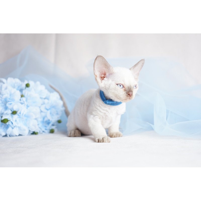 Devon Rex NOV Oskar