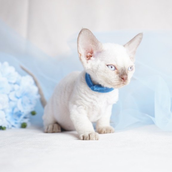 Devon Rex NOV Oskar