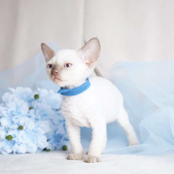 Devon Rex NOV Oskar