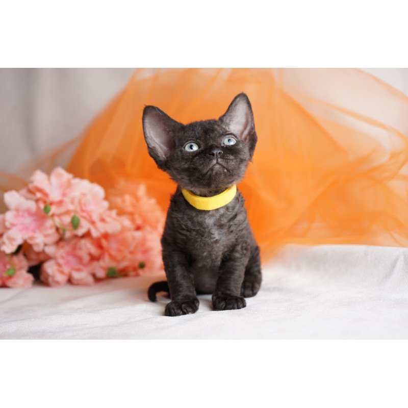 Devon Rex NOV Onigiri