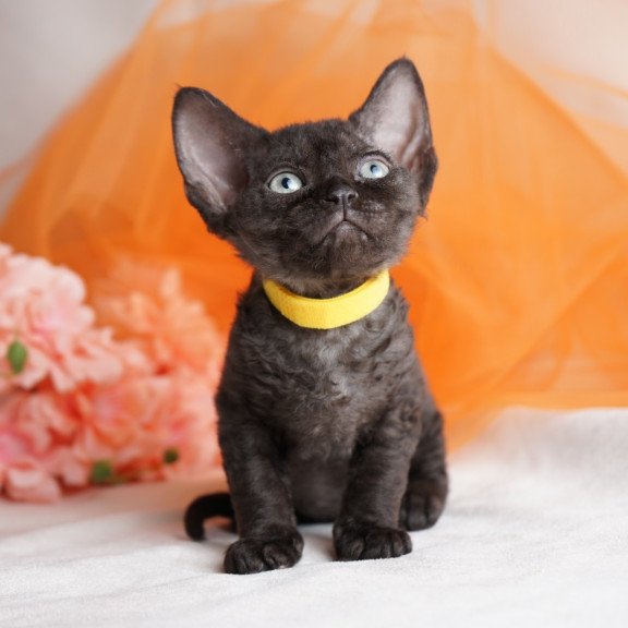 Devon Rex NOV Onigiri