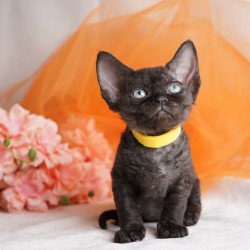 Devon Rex NOV Onigiri