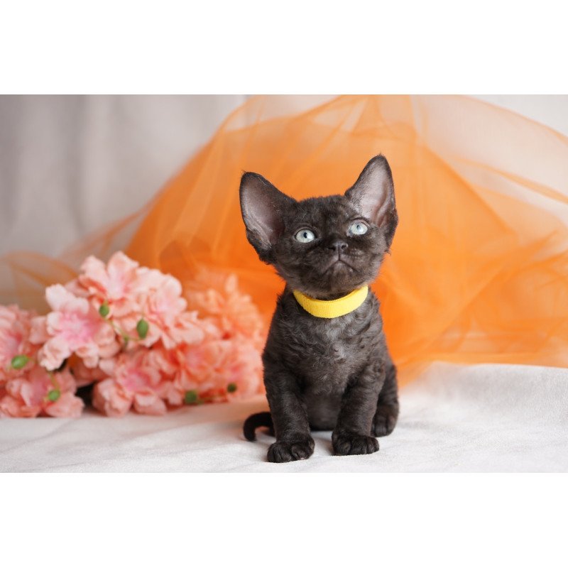 Devon Rex NOV Onigiri