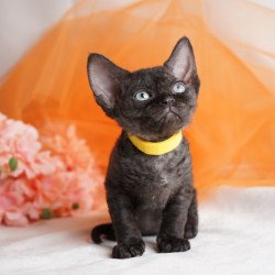 Devon Rex NOV Onigiri