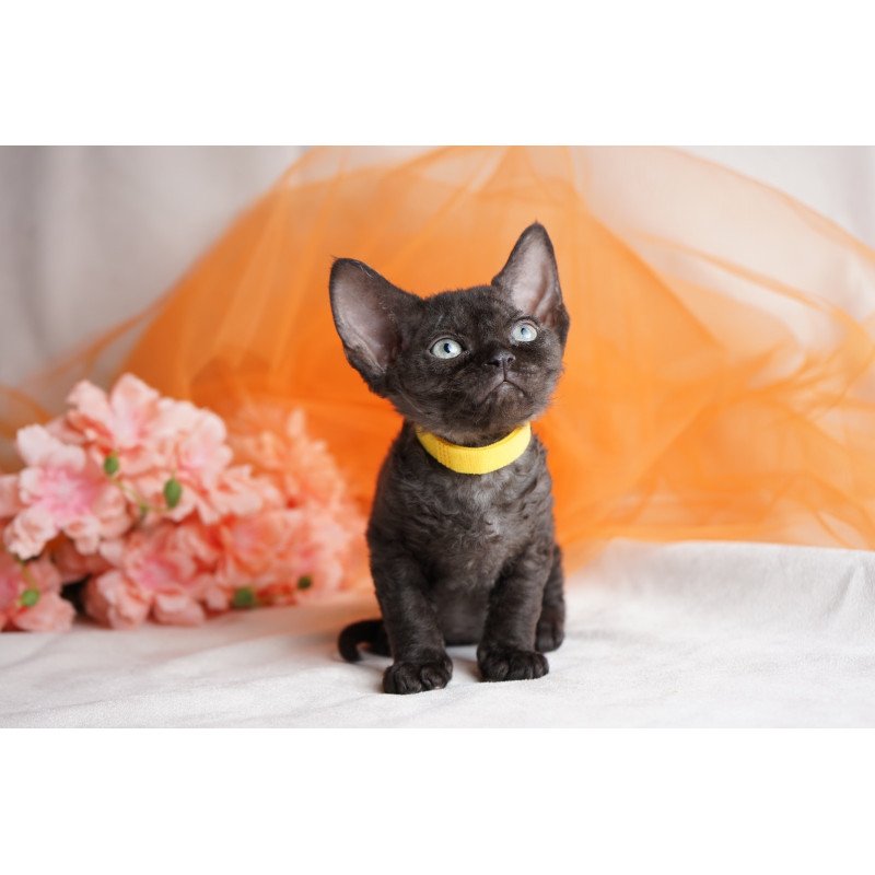 Devon Rex NOV Onigiri