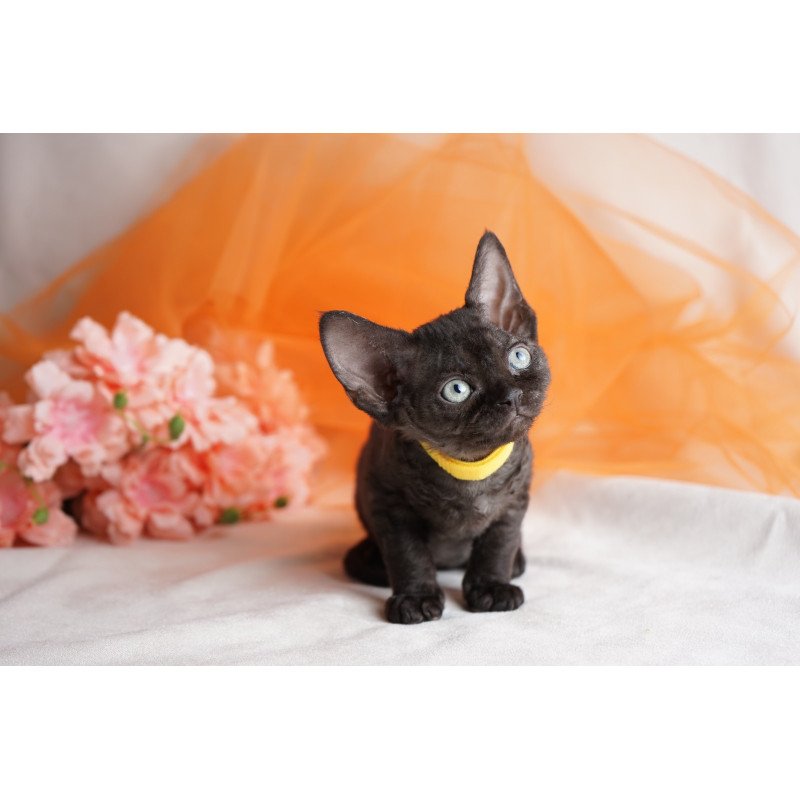 Devon Rex NOV Onigiri