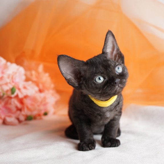 Devon Rex NOV Onigiri