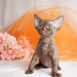 Devon Rex NOV Olivia