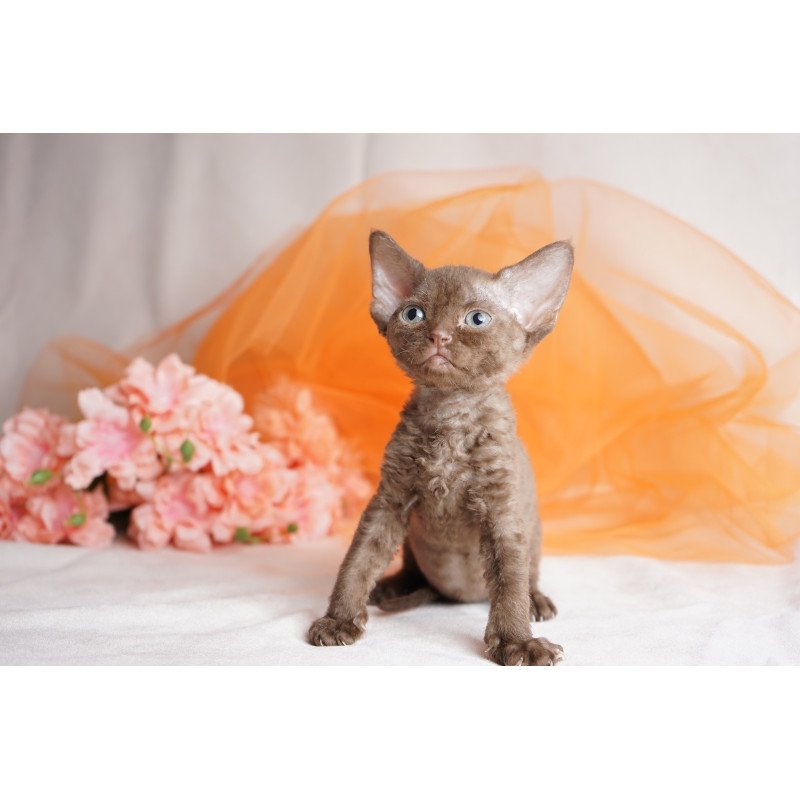 Devon Rex NOV Olivia