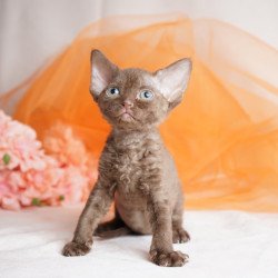 Devon Rex NOV Olivia