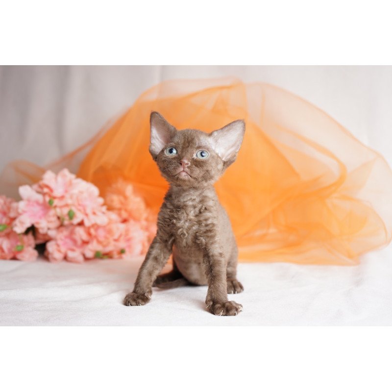 Devon Rex NOV Olivia