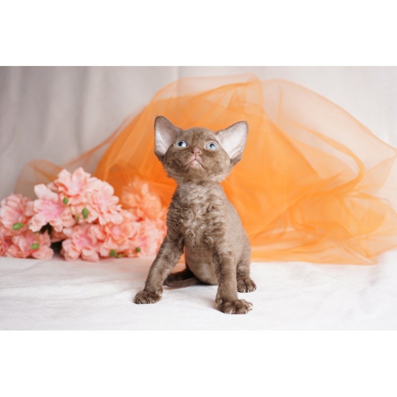 Devon Rex NOV Olivia