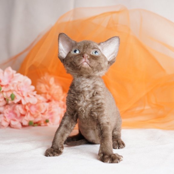 Devon Rex NOV Olivia