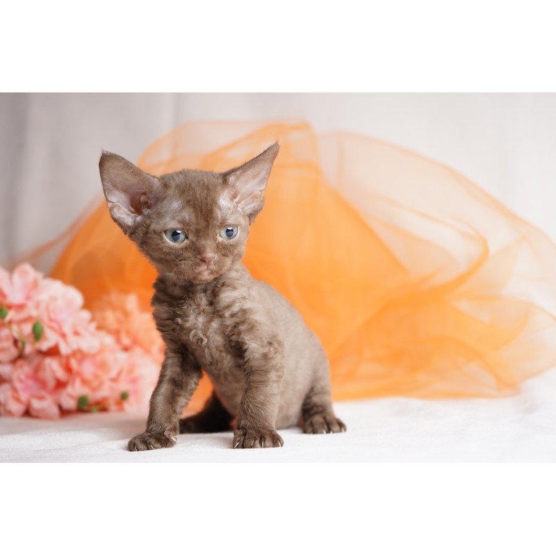 Devon Rex NOV Olivia