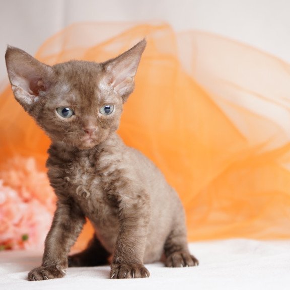 Devon Rex NOV Olivia