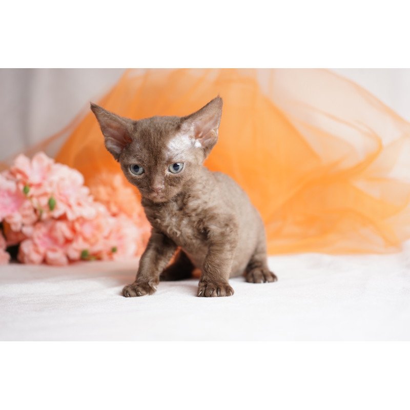 Devon Rex NOV Olivia