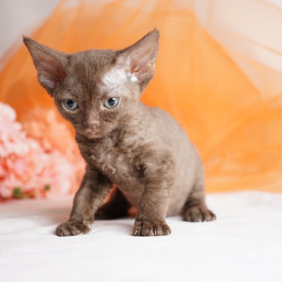 Devon Rex NOV Olivia