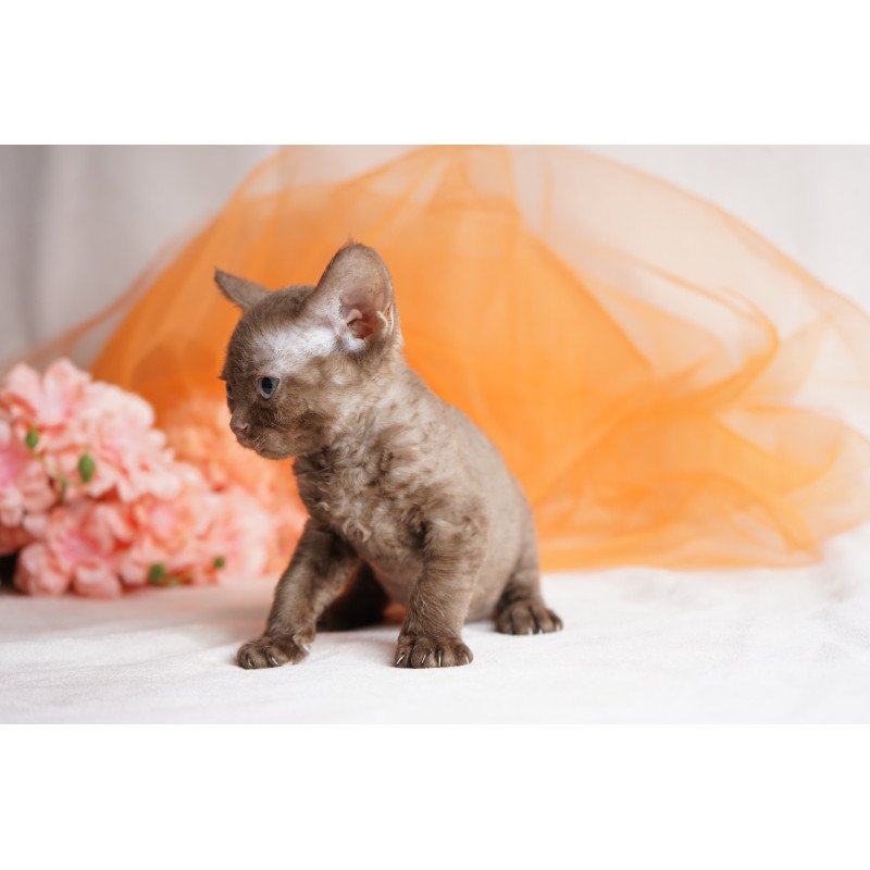 Devon Rex NOV Olivia