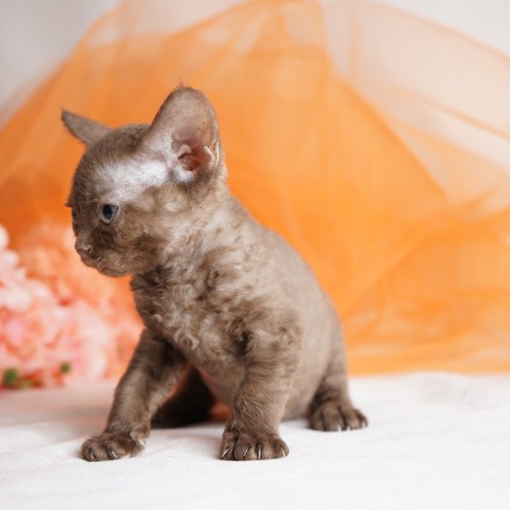 Devon Rex NOV Olivia