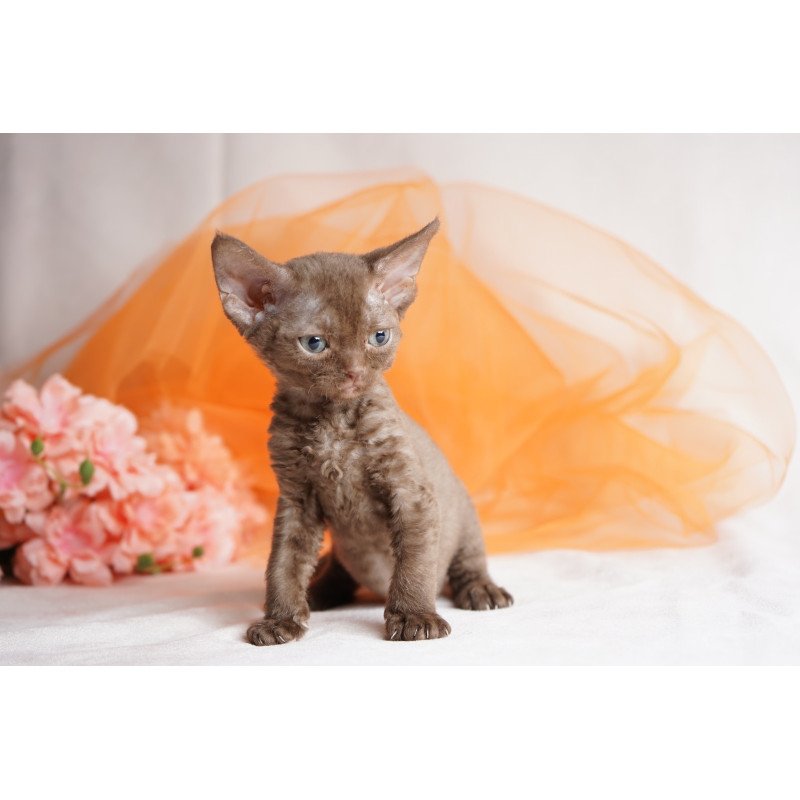 Devon Rex NOV Olivia