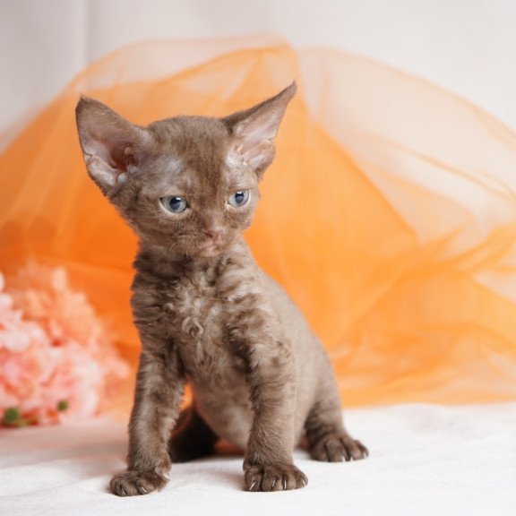 Devon Rex NOV Olivia