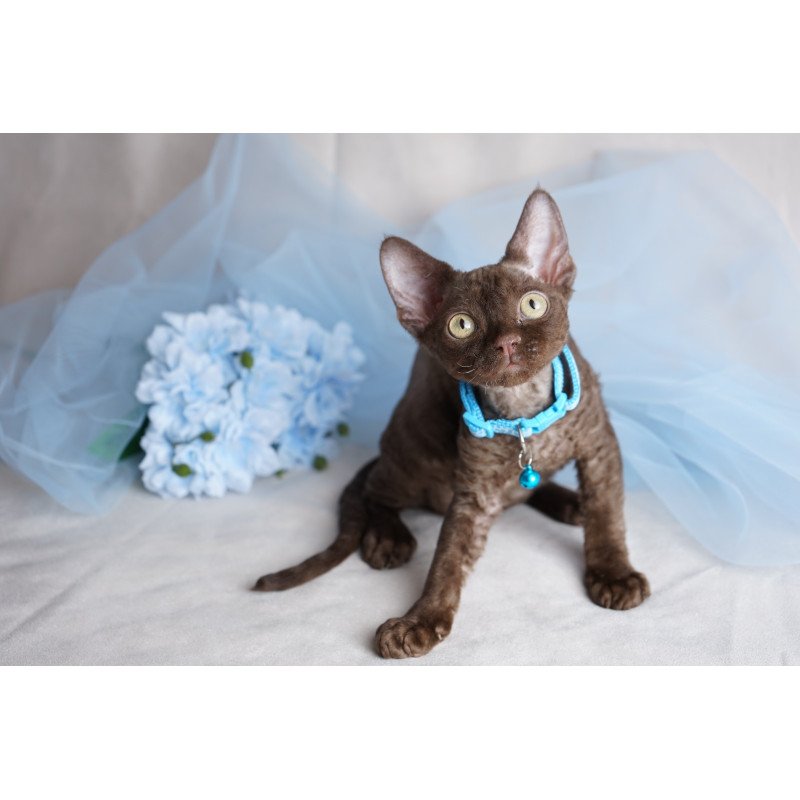 Devon Rex NOV Makar