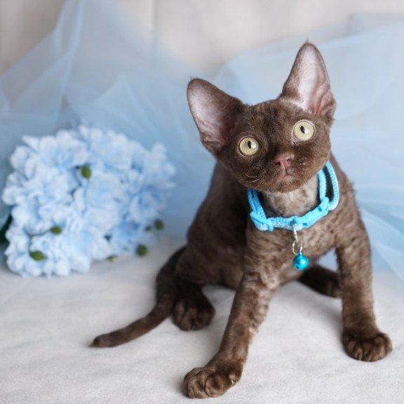 Devon Rex NOV Makar