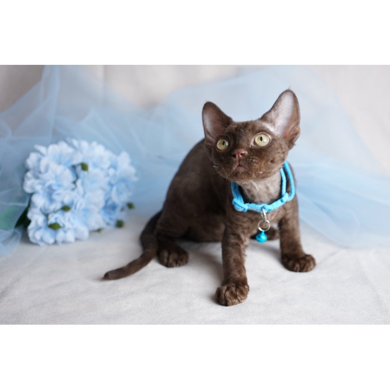 Devon Rex NOV Makar
