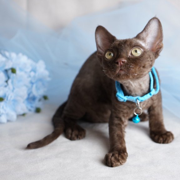 Devon Rex NOV Makar