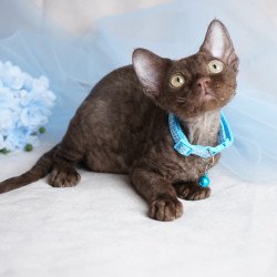 Devon Rex NOV Makar