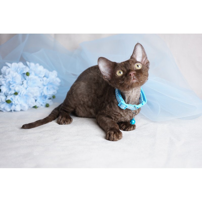 Devon Rex NOV Makar