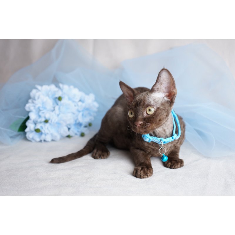 Devon Rex NOV Makar