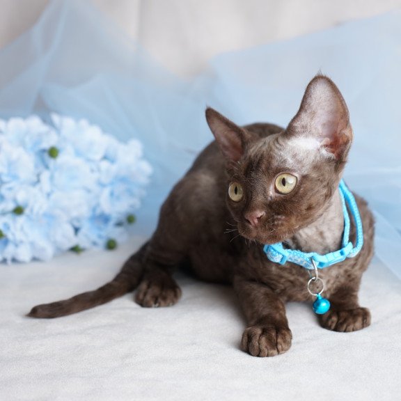 Devon Rex NOV Makar
